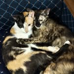 The meow family - @kitty_dessert_platter - Instagram