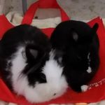 Kitty Poon - @kitty.poon2 - Instagram