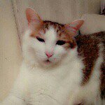 kitty poon - @poonkitty - Instagram