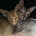 Mr. Kitty, Popeye, Vincent - @mrkittyandpopeye - Instagram