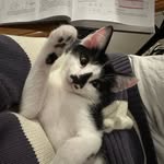 Patron Saint Francis of Asisi (Pope) - @popestfrancisthekitty - Instagram