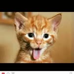 Shandler - @kittypopeyes - Instagram