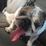 Kitty Powell - @kittytheenglishbulldog - Instagram