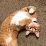 Baby Prince Hoku 👑🐈 - @kittyprincehoku - Instagram