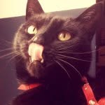 My Fotograph @mariapatrycja - @kitty.prince - Instagram