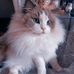 Kitty Queen - Facebook