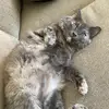 Kitty Queen - @kitty_4you - TikTok