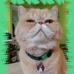 O’Reilly - @oreilly.flowershop.kitty - Instagram