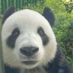 Kitty Richardson - @digitalpanda2024 - Instagram