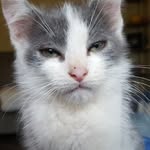 Rutherford the Brave - @rutherfordthekitty - Instagram