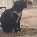 Katleesi_Ramsey_Harry - @kittys_and_siblings - Instagram