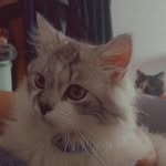 annoyer8 - @kitty_savage00 - Instagram