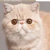 Kitty savage - @ipod080116 - TikTok