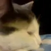 kittysavage - @kittythesavagee - TikTok