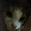 Pretty - @kitty._.savage - TikTok