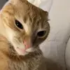 savage kitty - @savage_kitty5714 - TikTok