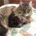 CODY the best kitty Schaefer - Facebook