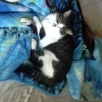 Kitty Schroeder - @kitty_my_cat123 - Instagram