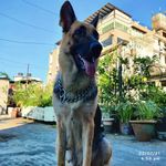 kitty shepherd - @kitty_woof_woof - Instagram