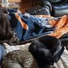 kittyshepherd875 - @kittyshepherd875 - TikTok