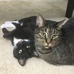 Kitty and Fatty Simmons - @kittyandfatty - Instagram