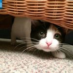 Simmons - @simmons_the_kitty - Instagram