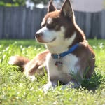 Kitty speed - @kittythahusky - Instagram