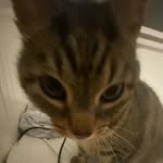 @kitty_speedy - Instagram
