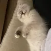 Spencer Kitty - @spencer_kittycat - TikTok