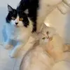 kitty & tamtam - @kittytamtam_cat - TikTok