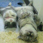 Kitty Tam - @kittytam1031 - Instagram