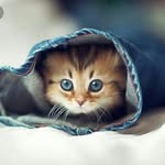 Маленькая кошечка Терри - @little_kitty_terry - Instagram