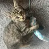 Kitty terry🐱🐈🐾 - @life.with.kitty.terry - TikTok