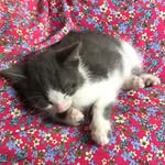 Anna's Kitty Todd Pletcher - @todd_pletcher_the_kitty_ - Instagram