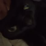 Jessie and “slim shady” kitty and Todd - @slimandjesspoops - Instagram