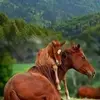 kitkat - @kittytodd6 - TikTok