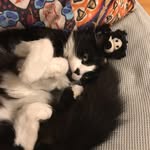 Kitty Todd - @toddfloof - Instagram