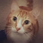 Kitty Todd - @iamkittytodd - Instagram