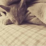 my_kitty_cheeto - @my_kitty_todd - Instagram