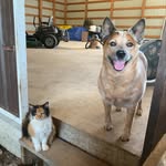 Todd & Kitty - @kittyandtodd - Instagram