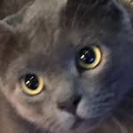 @todd_bestest_kitty_cat - Instagram