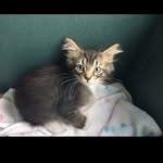 Todd Ford - @todd_kitty_ford - Instagram