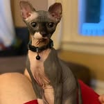 Todd - @kitty_kitty_todd - Instagram