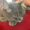 Todd_theCat - @todd_thekitty - TikTok