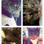 Todd - @todd.and.reece.the.kitty - Instagram