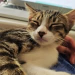 Toddy - @kitty.toddy - Instagram
