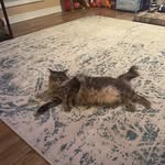 ♡🐾 Kitty Gayle Waller ♡🐾 - @kitty_gayle_ - Instagram