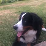 Kitty Watson - @kitty_the_animal_lover - Instagram