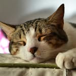 Watson - @sr_watson_kitty - Instagram