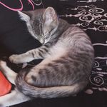 Smoky - @kittywood_ - Instagram